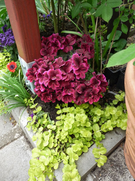  - 2018 - 01 - Primavara