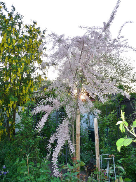  - 2018 - 01 - Primavara