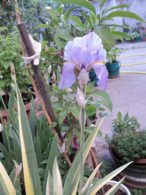 poze 2015 200 - IRISI