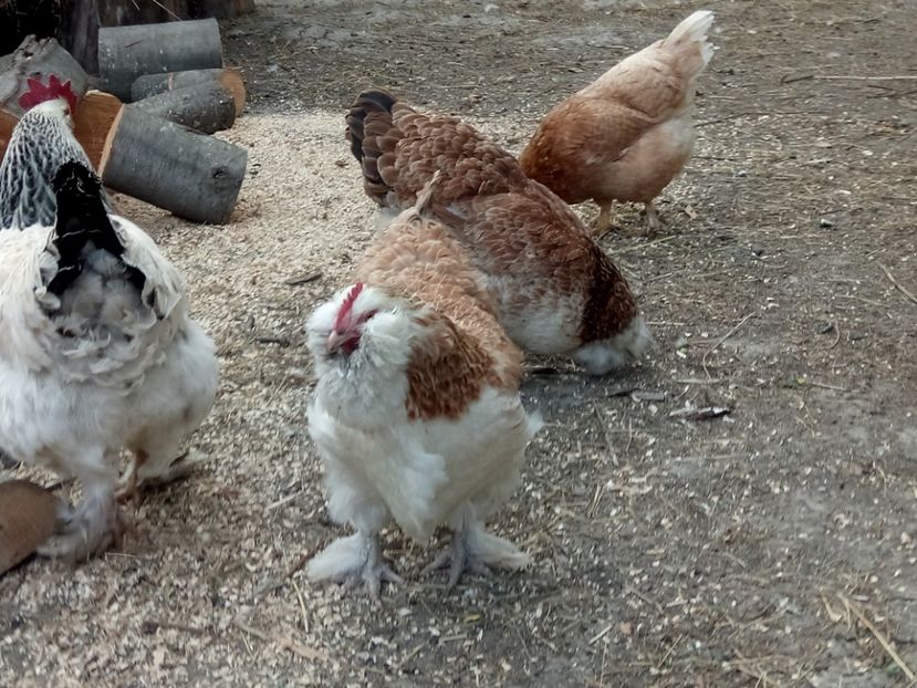 Cateva - A1 - Faverolles Salmon - Deutsche Lachshuehner - RASA MEA FAVORITA