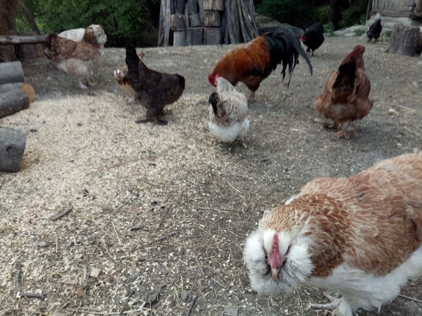 Faverolles - A1 - Faverolles Salmon - Deutsche Lachshuehner - RASA MEA FAVORITA