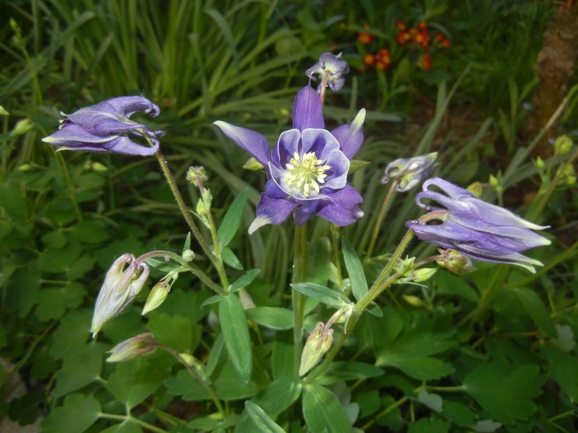 Aquilegia Blue & White (2018, Apr.21) - Aquilegia Blue White