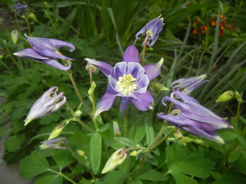 Aquilegia Blue & White (2018, Apr.22) - Aquilegia Blue White