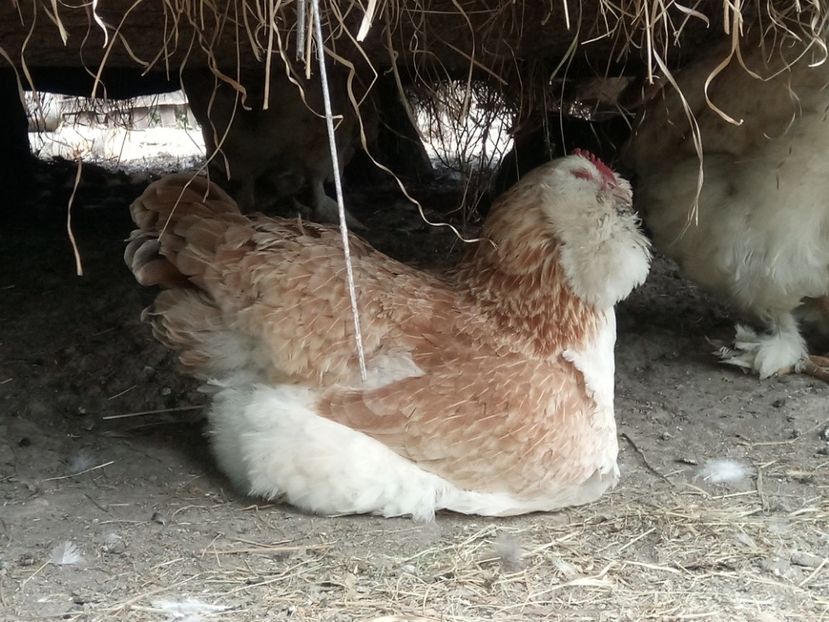 Care traiesc - A1 - Faverolles Salmon - Deutsche Lachshuehner - RASA MEA FAVORITA