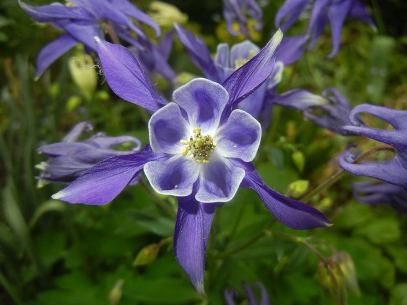 Aquilegia Blue & White (2018, Apr.24) - Aquilegia Blue White