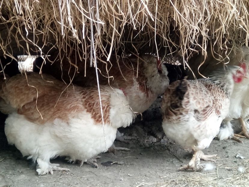 Iibere - A1 - Faverolles Salmon - Deutsche Lachshuehner - RASA MEA FAVORITA