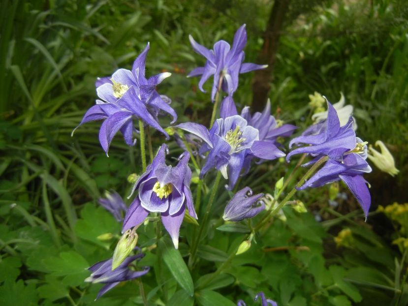 Aquilegia Blue & White (2018, Apr.24) - Aquilegia Blue White