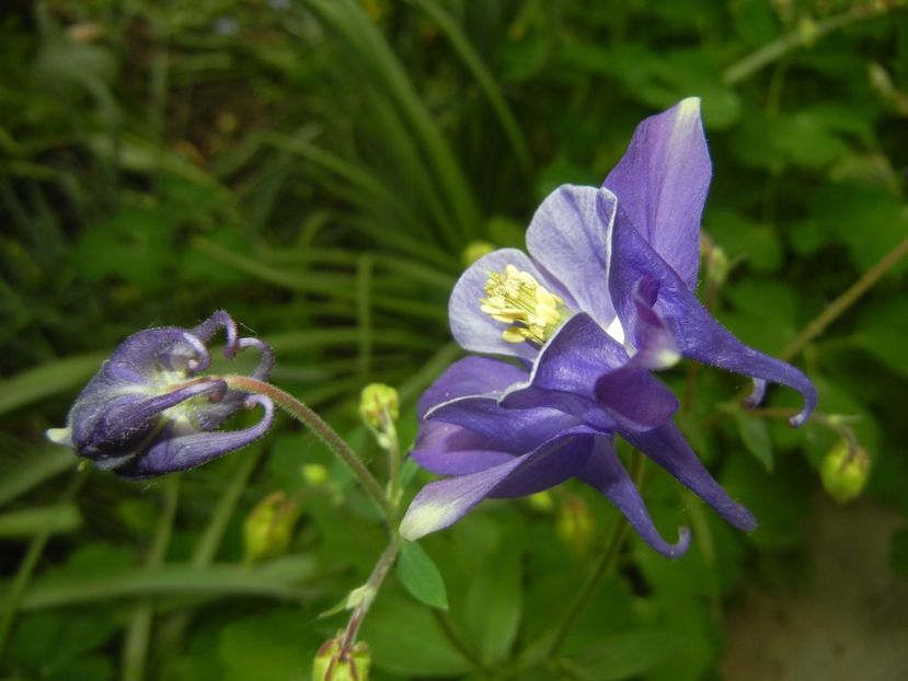 Aquilegia Blue & White (2018, Apr.24) - Aquilegia Blue White