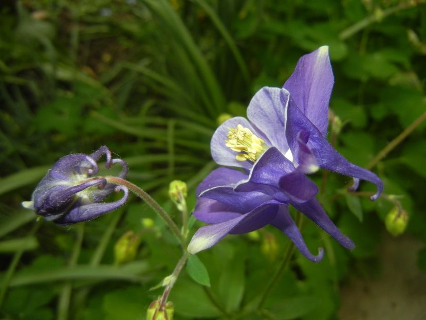 Aquilegia Blue & White (2018, Apr.24) - Aquilegia Blue White