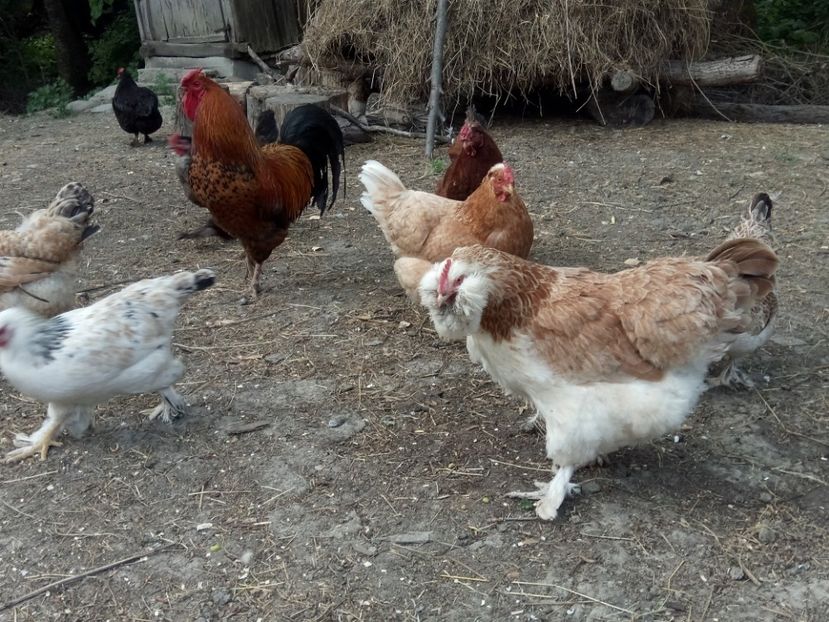 Prin ograda - Alte curti