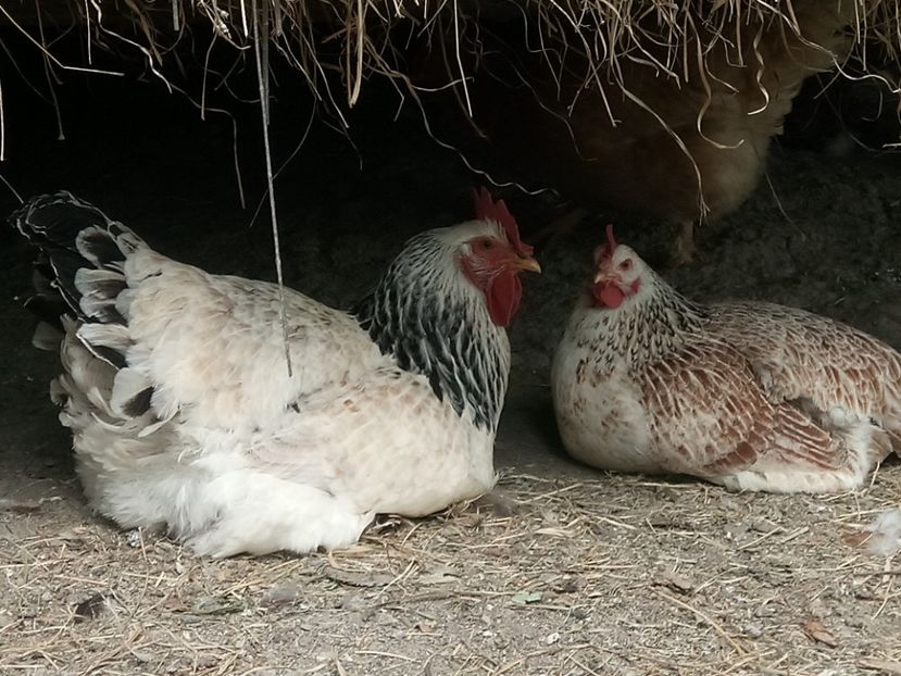 Bunicilor - Alte curti