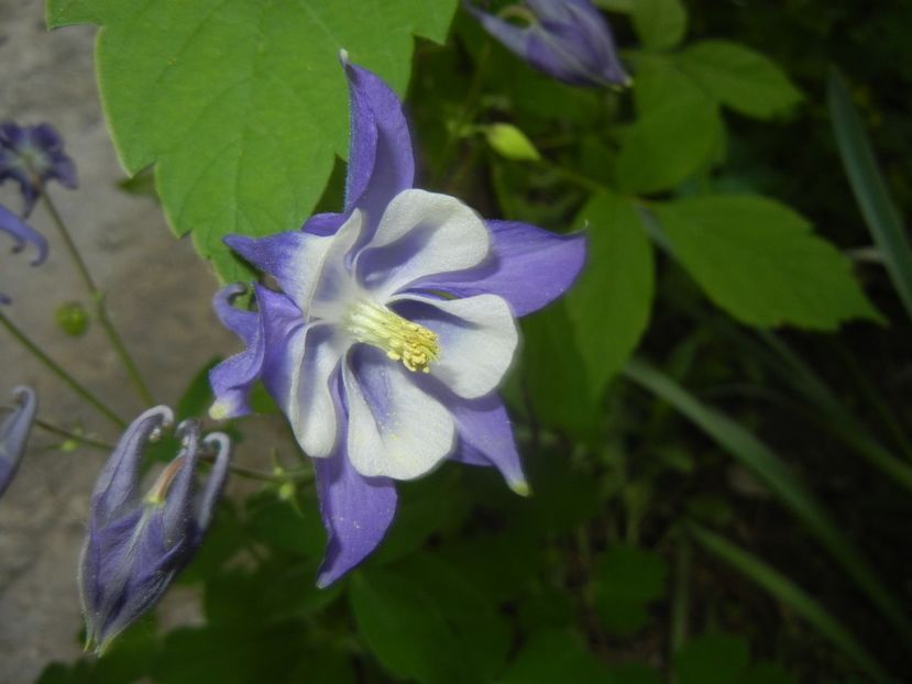 Aquilegia Blue & White (2018, Apr.28) - Aquilegia Blue White