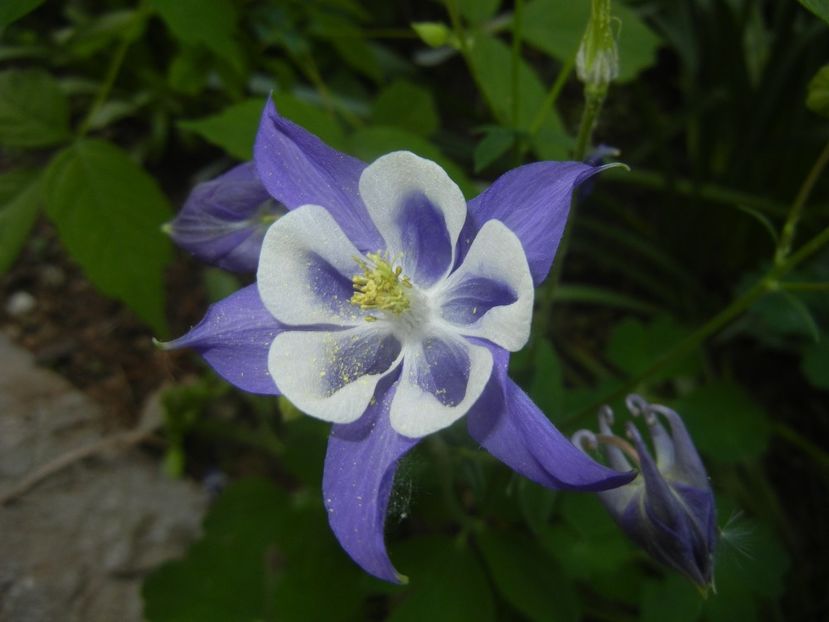 Aquilegia Blue & White (2018, Apr.28) - Aquilegia Blue White