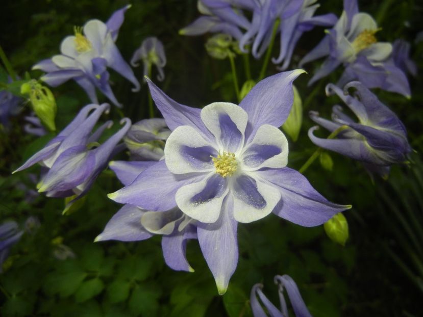 Aquilegia Blue & White (2018, Apr.28) - Aquilegia Blue White