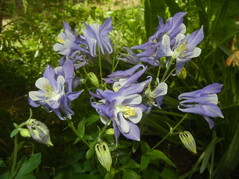 Aquilegia Blue & White (2018, Apr.29) - Aquilegia Blue White