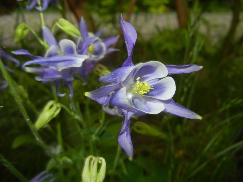 Aquilegia Blue & White (2018, Apr.30) - Aquilegia Blue White