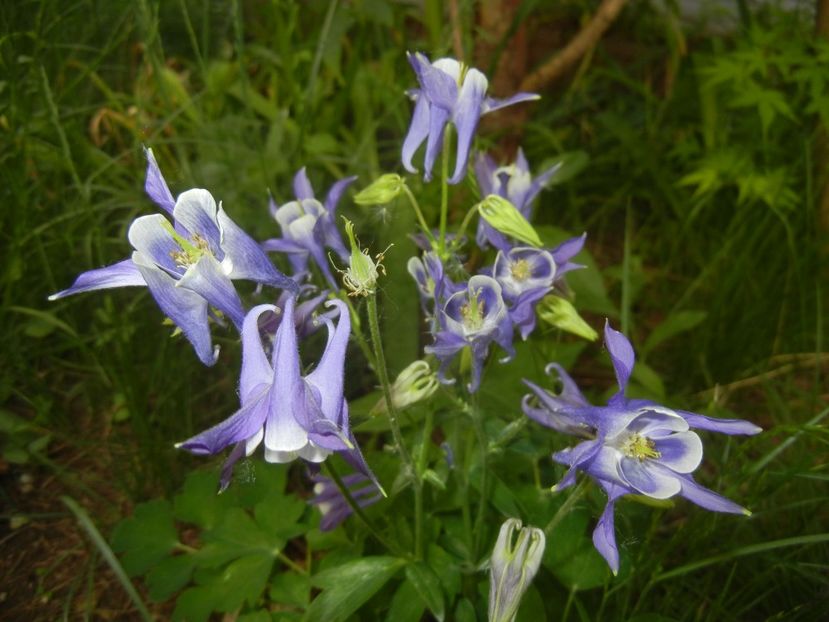 Aquilegia Blue & White (2018, May 01) - Aquilegia Blue White