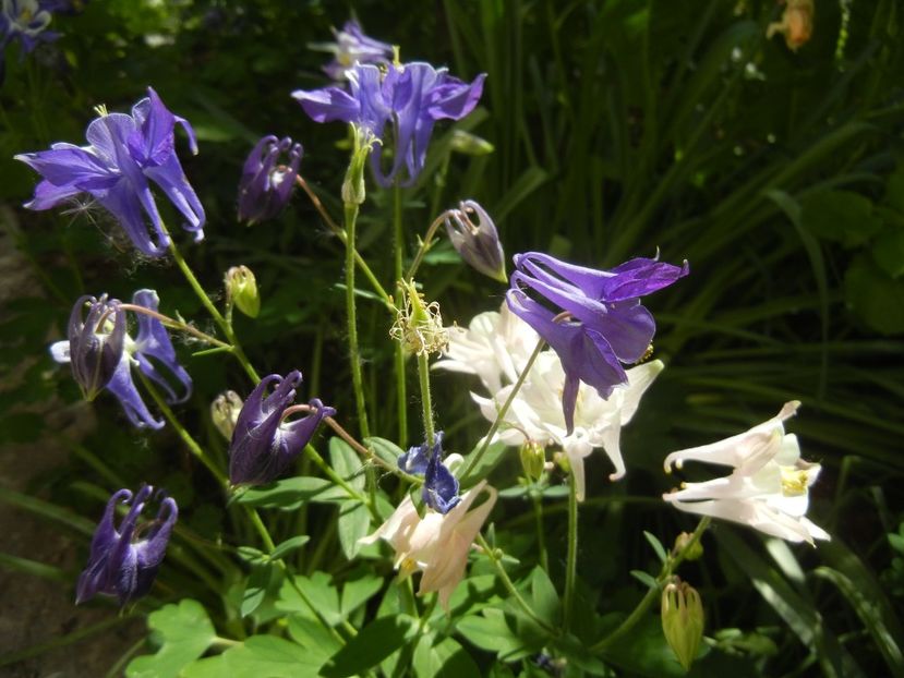 Aquilegia_Columbine (2018, April 29) - AQUILEGIA_Columbine