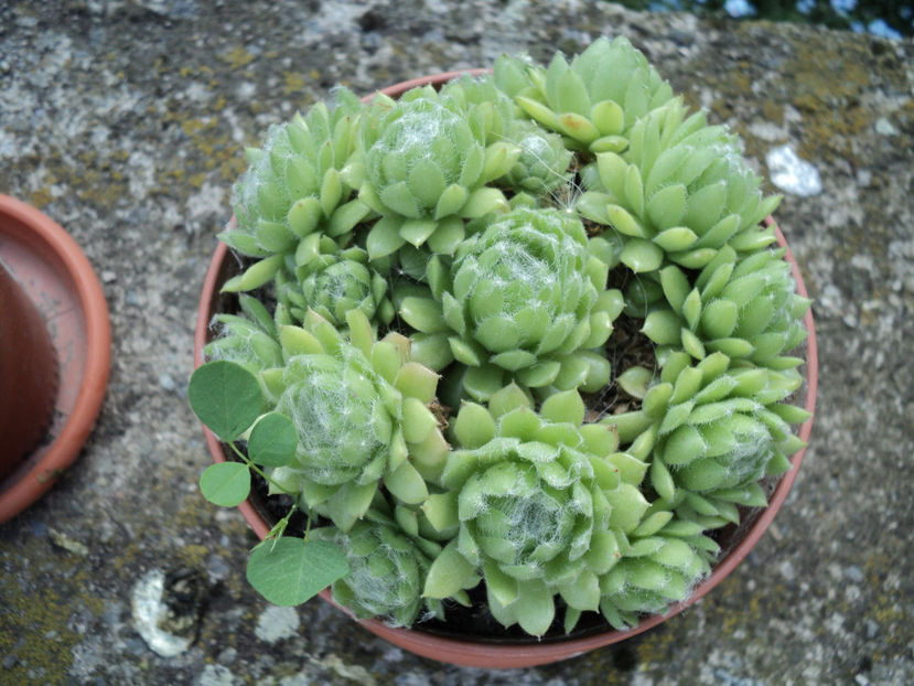 mai 2018 - CACTUSI SI SUCULENTE