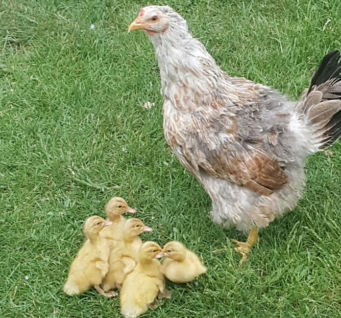  - a-Boboci Saxonia 2018