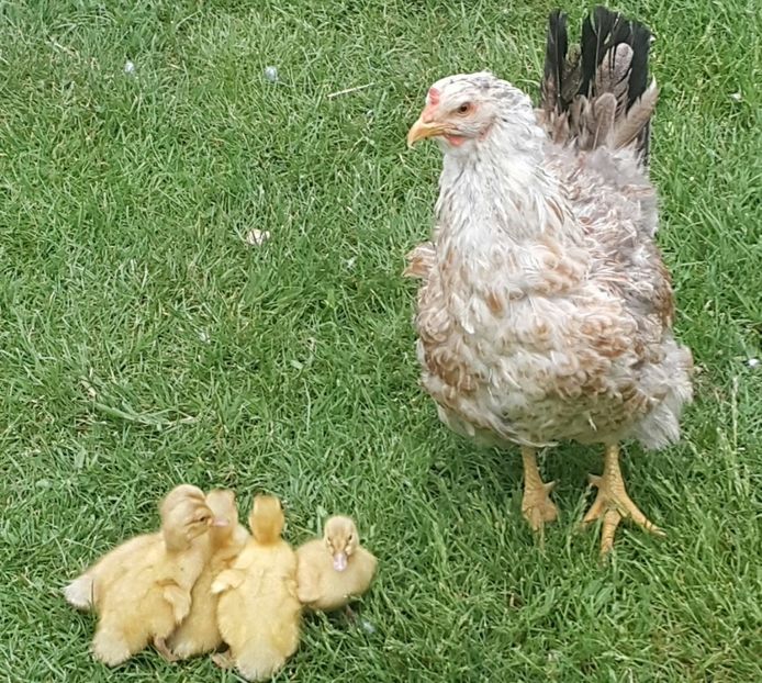  - a-Boboci Saxonia 2018