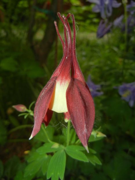 Aquilegia Red & Yellow (2018, April 30) - Aquilegia McKana Red Yellow