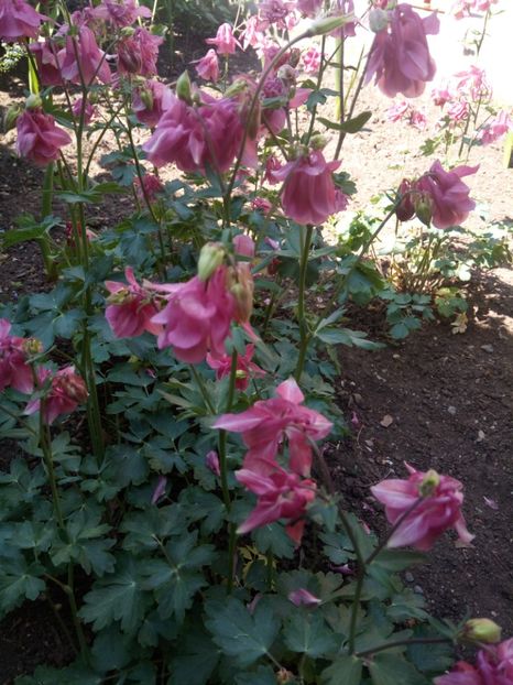  - Flori de PRIMAVARA-VARA -2018