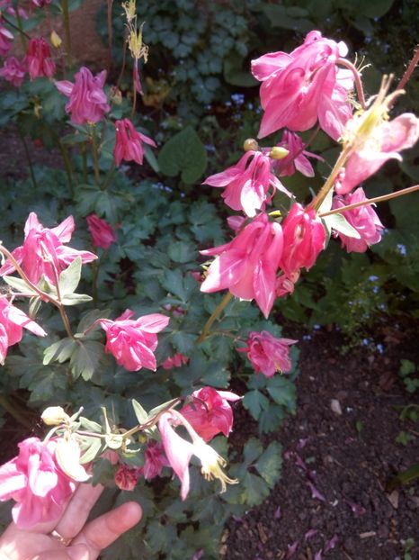  - Flori de PRIMAVARA-VARA -2018