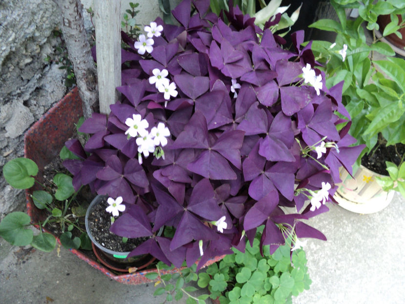 poze 2015 225 - OXALIS