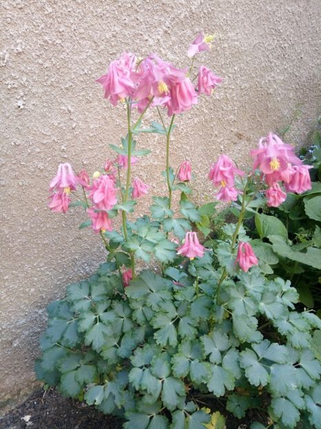  - Flori de PRIMAVARA-VARA -2018