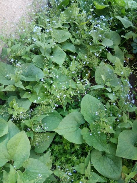  - Flori de PRIMAVARA-VARA -2018