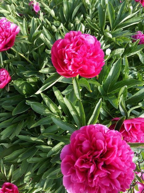  - Flori de PRIMAVARA-VARA -2018