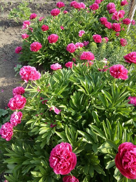  - Flori de PRIMAVARA-VARA -2018