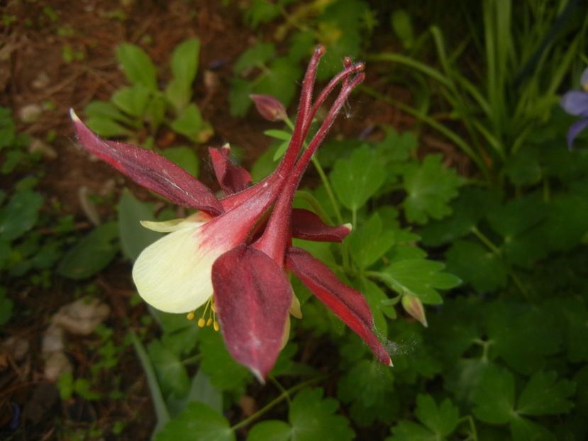 Aquilegia Red & Yellow (2018, May 01) - Aquilegia McKana Red Yellow