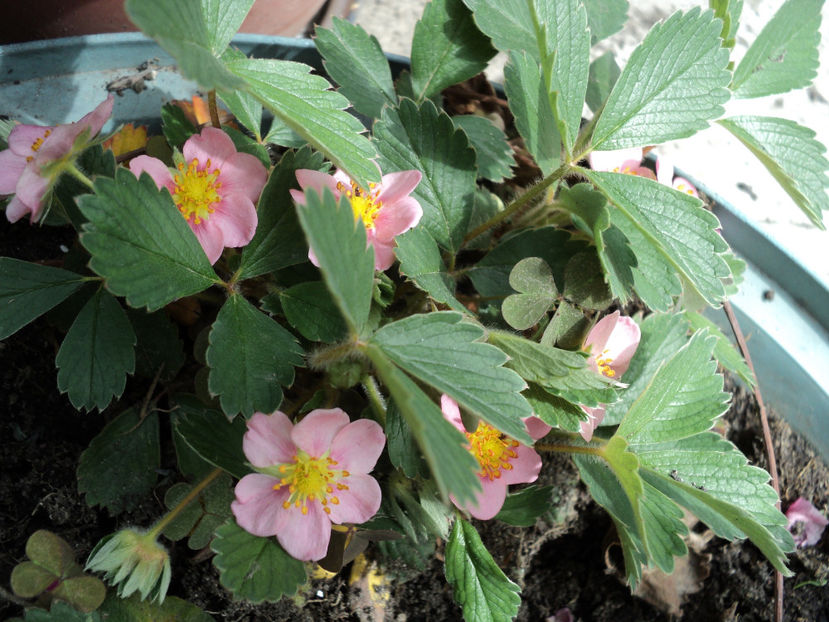 poze 2015 174 - Primavara