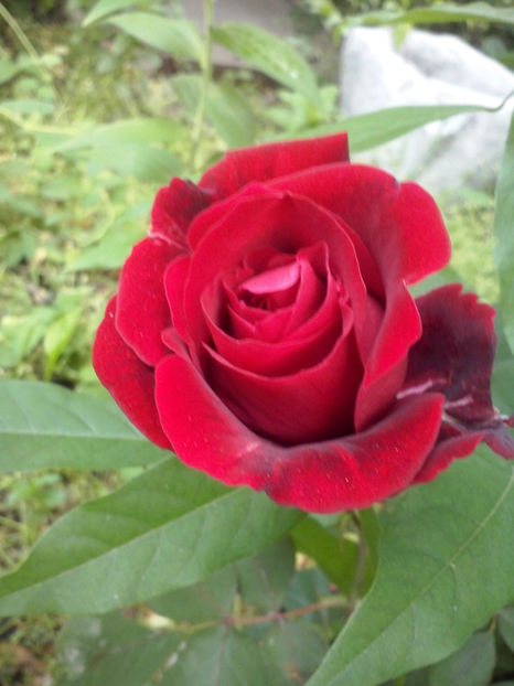 CAM00352 - Trandafiri 2018