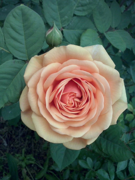 CAM00355 - Trandafiri 2018