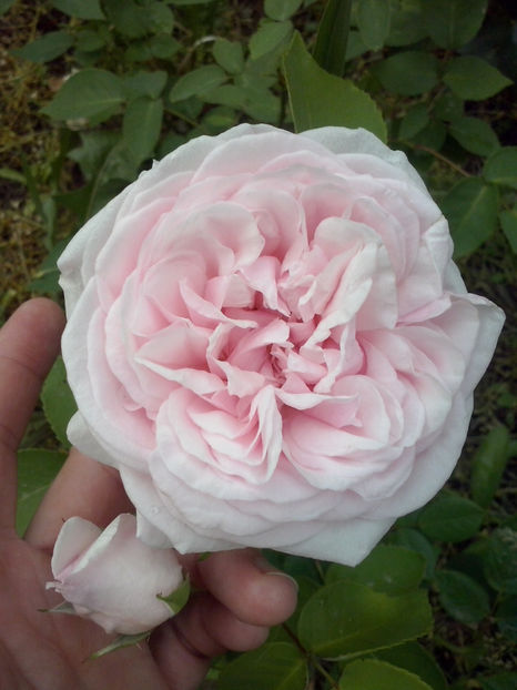 CAM00376 - Trandafiri 2018