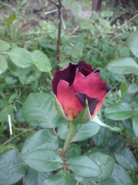 CAM00395 - Trandafiri 2018