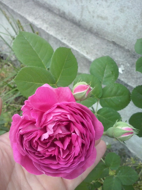 CAM00398 - Trandafiri 2018