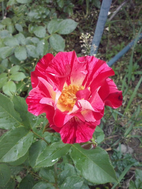 CAM00408 - Trandafiri 2018