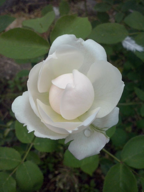 Winchester Cathedral - Trandafiri 2018