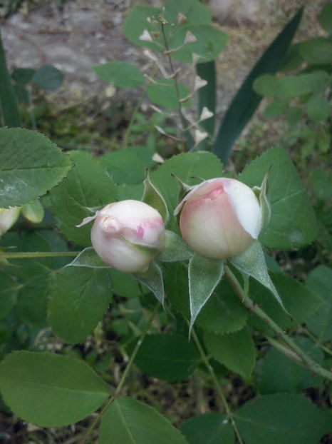 CAM00412 - Trandafiri 2018