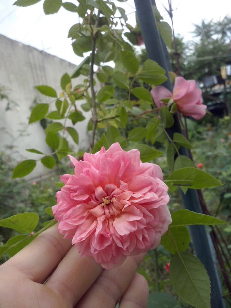 Paul Noel - Trandafiri 2018