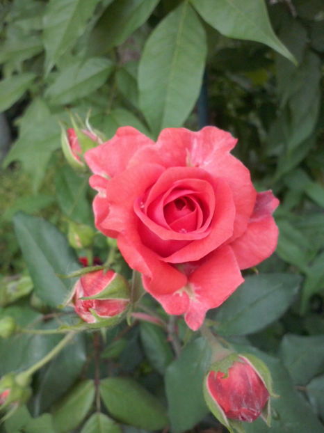 CAM00418 - Trandafiri 2018