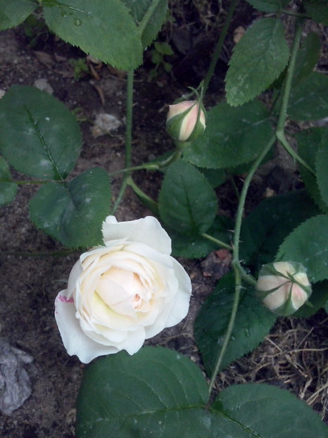 CAM00419 - Trandafiri 2018