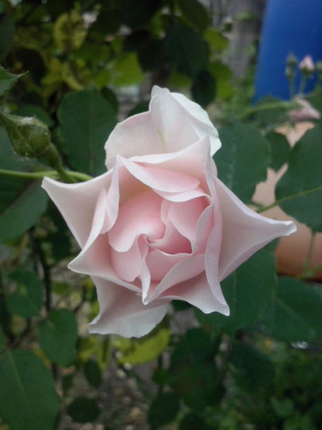 CAM00422 - Trandafiri 2018