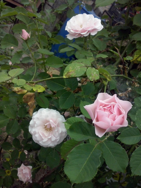 CAM00426 - Trandafiri 2018