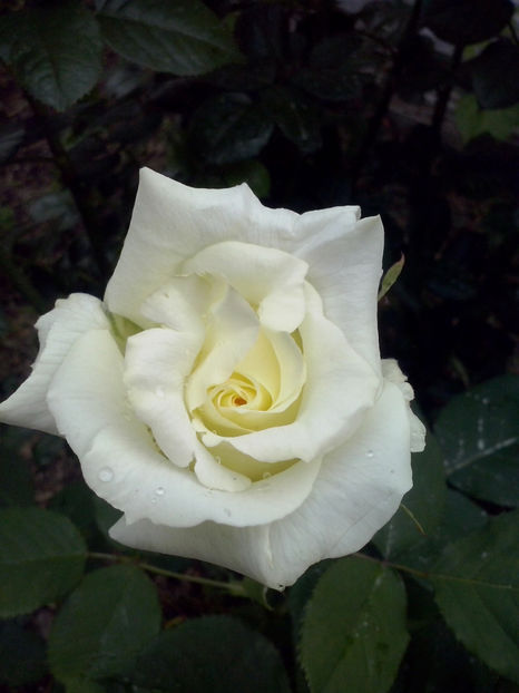 CAM00429 - Trandafiri 2018