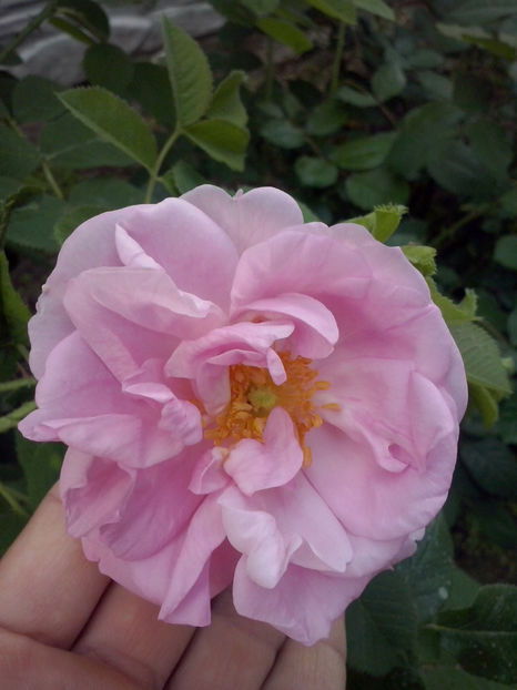 Kazanlik - Trandafiri 2018